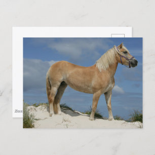 Bob Langrish   Haflinger am Strand Stehend Postkarte