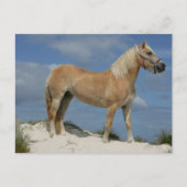 Bob Langrish | Haflinger am Strand Stehend Postkarte (Vorderseite)