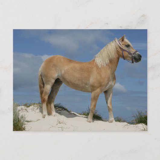 Bob Langrish | Haflinger am Strand Stehend Postkarte (Vorderseite)