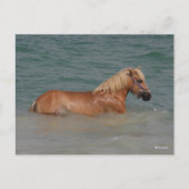 Bob Langrish | Haflinger Pferd schwimmen im Meer Postkarte (Vorderseite)