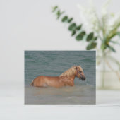 Bob Langrish | Haflinger Pferd schwimmen im Meer Postkarte (Stehend Vorderseite)