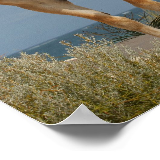 Bob Langrish | Haflinger Stehend am Strand Poster (Ecke)