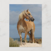 Bob Langrish | Haflinger Stehend am Strand Postkarte (Vorderseite)