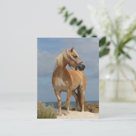 Bob Langrish | Haflinger Stehend am Strand Postkarte (Stehend Vorderseite)