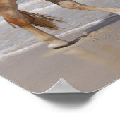 Bob Langrish | Haflinger Walking am Strand Poster (Ecke)