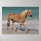 Bob Langrish | Haflinger Walking am Strand Poster (Vorne)