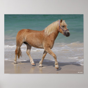 Bob Langrish   Haflinger Walking am Strand Poster