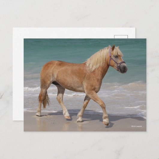 Bob Langrish | Haflinger Walking am Strand Postkarte (Vorne/Hinten)