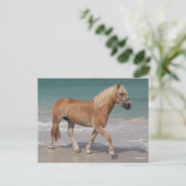 Bob Langrish | Haflinger Walking am Strand Postkarte (Stehend Vorderseite)
