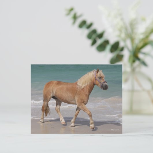 Bob Langrish | Haflinger Walking am Strand Postkarte (Stehend Vorderseite)
