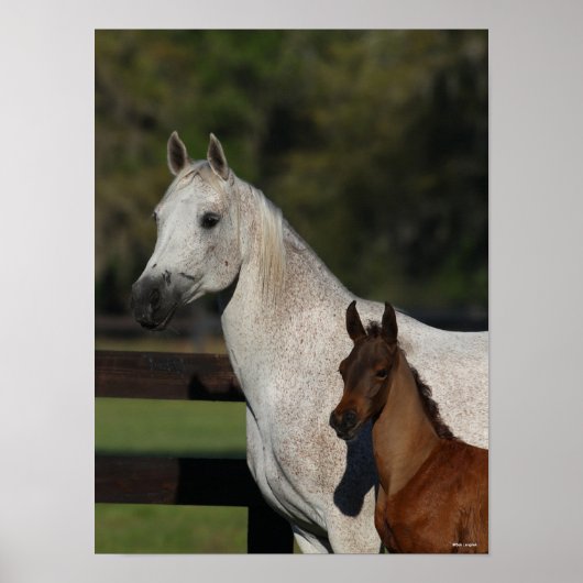 Bob Langrish | Headshot "Arab Mare and Foath" Poster (Vorne)