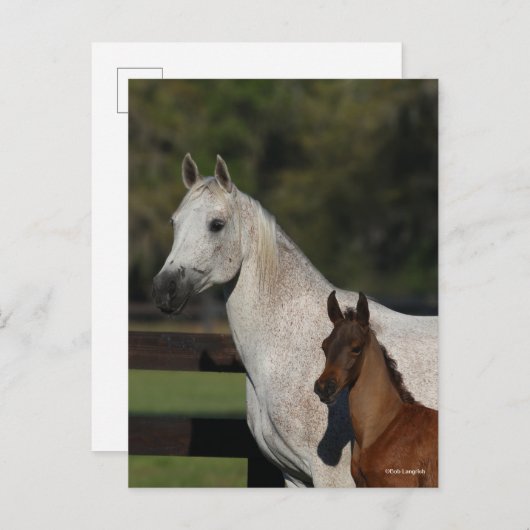 Bob Langrish | Headshot "Arab Mare and Foath" Postkarte (Vorne/Hinten)