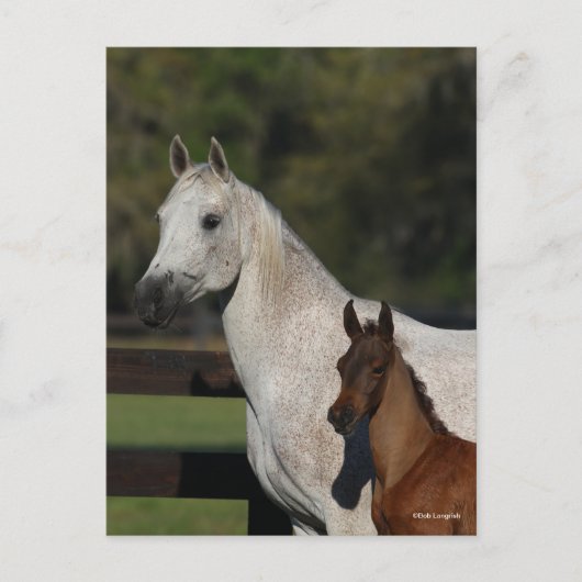 Bob Langrish | Headshot "Arab Mare and Foath" Postkarte (Vorderseite)