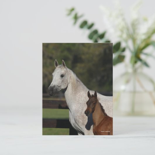 Bob Langrish | Headshot "Arab Mare and Foath" Postkarte (Stehend Vorderseite)