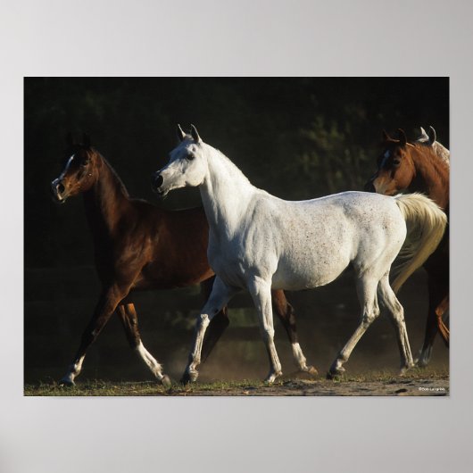 Bob Langrish | Herd Arab Mares Walking Poster (Vorne)