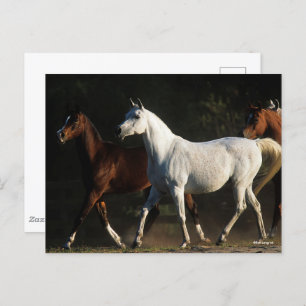 Bob Langrish   Herd Arab Mares Walking Postkarte