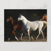 Bob Langrish | Herd Arab Mares Walking Postkarte (Vorderseite)