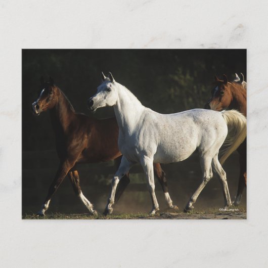 Bob Langrish | Herd Arab Mares Walking Postkarte (Vorderseite)