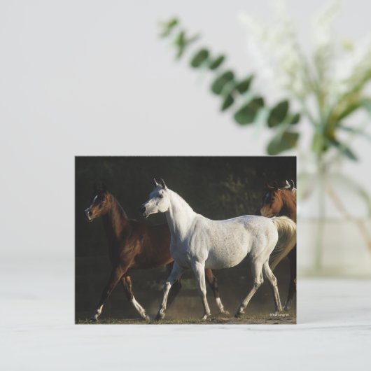 Bob Langrish | Herd Arab Mares Walking Postkarte (Stehend Vorderseite)