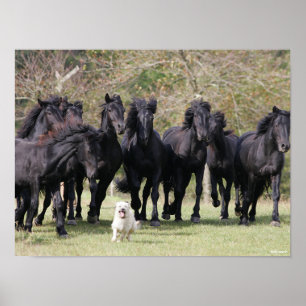Bob Langrish   Herd Black Meren Horses and Dog Poster