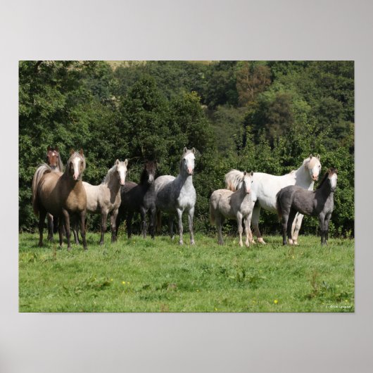 Bob Langrish | Herd der walisischen Ponys Stehend Poster (Vorne)