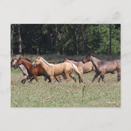Bob Langrish | Herd Quarter Pferde Wandern Postkarte (Vorderseite)