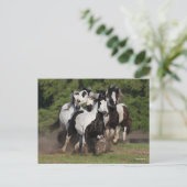 Bob Langrish | Herd Sinti und Roma Vanners Running Postkarte (Stehend Vorderseite)