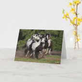 Bob Langrish | Herd von Sinti und Roma Vanner Pfer Karte (Gelbe Blume)