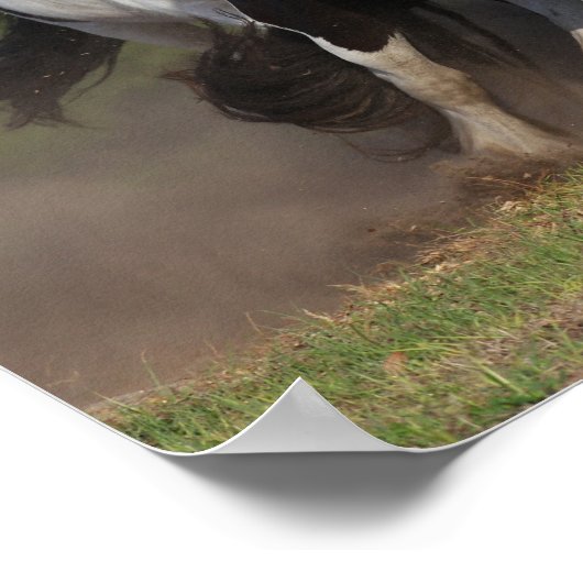 Bob Langrish | Herd von Sinti und Roma Vanner Pfer Poster (Ecke)