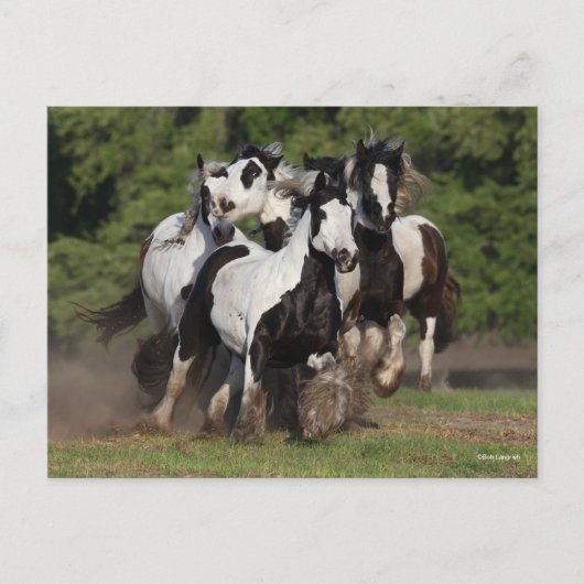 Bob Langrish | Herd von Sinti und Roma Vanner Pfer Postkarte (Vorderseite)