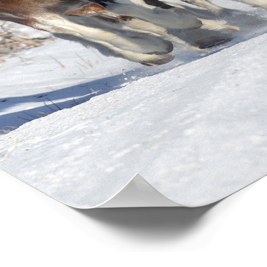 Bob Langrish | Herde von Clydesdales im Schnee Poster (Ecke)