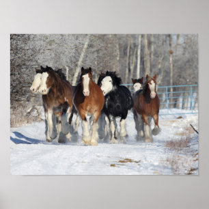 Bob Langrish   Herde von Clydesdales im Schnee Poster