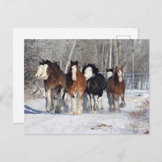 Bob Langrish | Herde von Clydesdales im Schnee Postkarte (Vorne/Hinten)
