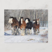 Bob Langrish | Herde von Clydesdales im Schnee Postkarte (Vorderseite)