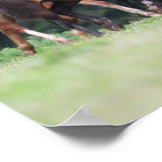 Bob Langrish | Herde walisischer Ponys in Field Poster (Ecke)