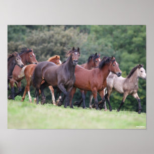 Bob Langrish   Herde walisischer Ponys in Field Poster