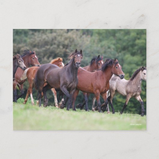 Bob Langrish | Herde walisischer Ponys in Field Postkarte (Vorderseite)