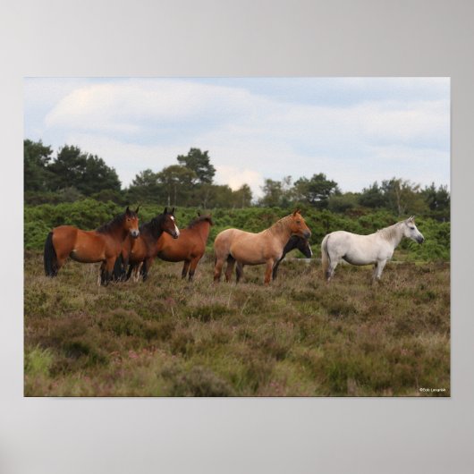 Bob Langrish | Herden - Neue Waldschächte Stehend Poster (Vorne)