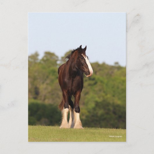 Bob Langrish | Im Feld Stehendes Pferd Postkarte (Vorderseite)