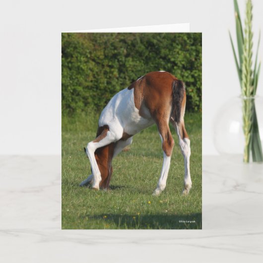 Bob Langrish | Irish Sport Horse Foal Grazing Karte (Vorderseite)