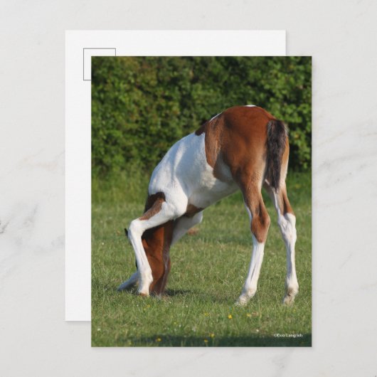 Bob Langrish | Irish Sport Horse Foal Grazing Postkarte (Vorne/Hinten)