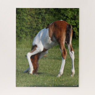 Bob Langrish Irish Sport Horse Foal Grazing Puzzle