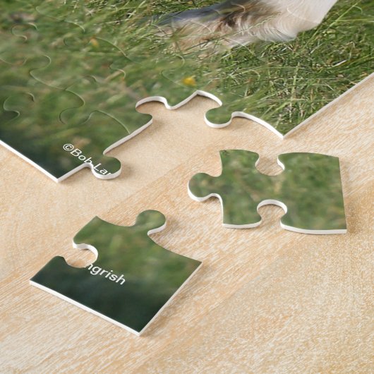 Bob Langrish | Irish Sport Horse Foal Grazing Puzzle (Seite)