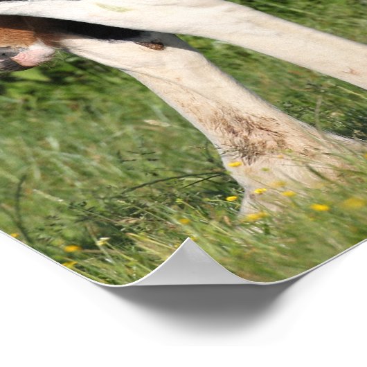 Bob Langrish | Irish Sport Horse Foal Hiding Poster (Ecke)