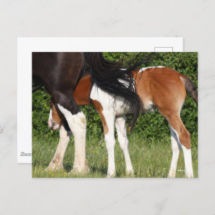 Bob Langrish   Irish Sport Horse Foal Hiding Postkarte