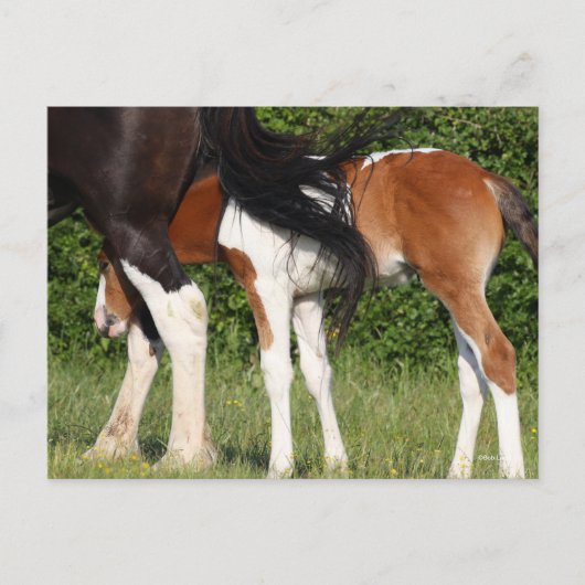 Bob Langrish | Irish Sport Horse Foal Hiding Postkarte (Vorderseite)
