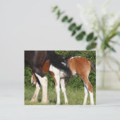 Bob Langrish | Irish Sport Horse Foal Hiding Postkarte (Stehend Vorderseite)