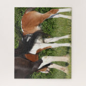 Bob Langrish | Irish Sport Horse Foal Hiding Puzzle (Vertikal)