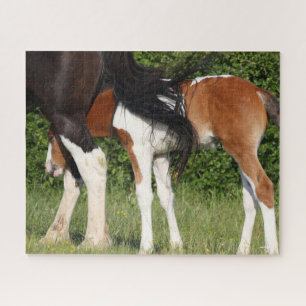 Bob Langrish Irish Sport Horse Foal Hiding Puzzle