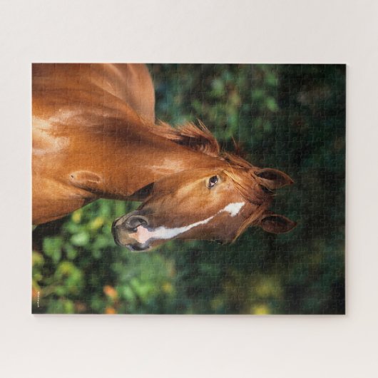Bob Langrish | Kastanie Hanoverian Pferdekopf Puzzle (Horizontal)